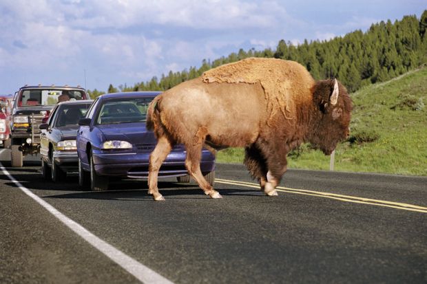 A buffalo obstructing traffic A buffalo obstructing traffic