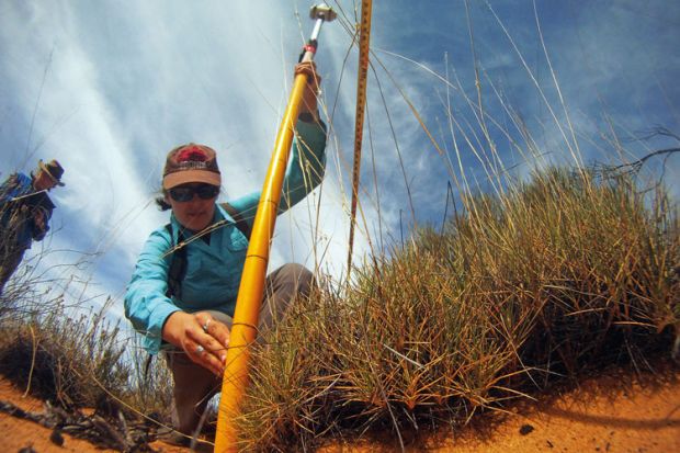 A female ecologist taking measurements in the Outback A female ecologist taking measurements in the Outback