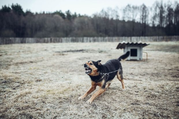 Aggressive angry guard dog barks and growls