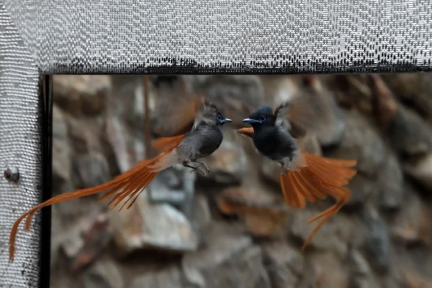 An African Paradise Flycatcher attacks it's reflection in a outdoor bathroom, Khowarib Lodge, Khowarib, near Sesfontein, Damaraland Namibia