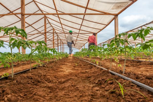 Angolan farm
