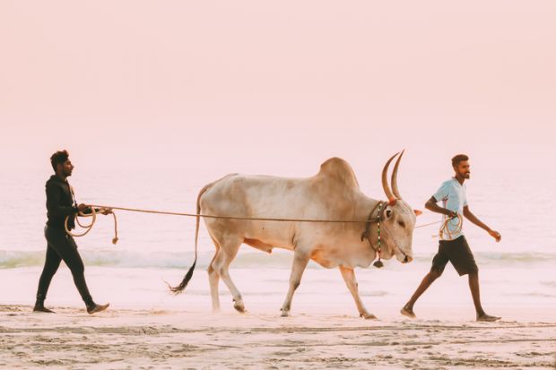 Two men lead a bull along a beach in Goa, India Two men lead a bull along a beach in Goa, India