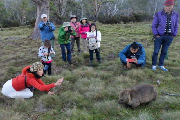 Asian tourist photographing a wombat at Cradle Mountain - Lake St Clair National Park Tasmania, Australia Asian tourist photographing a wombat at Cradle Mountain - Lake St Clair National Park Tasmania, Australia