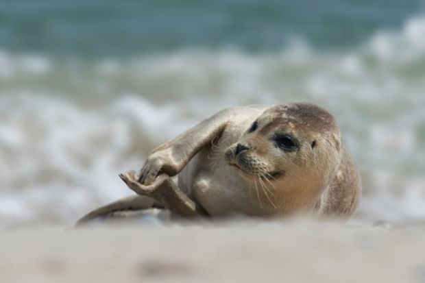 Baby seal clapping