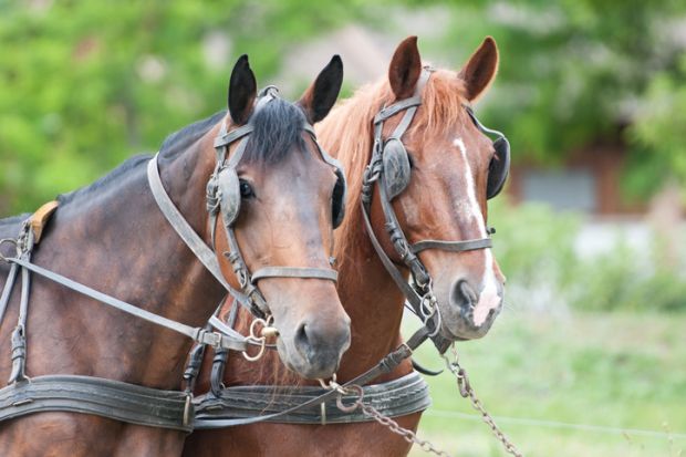 Blinkered horses