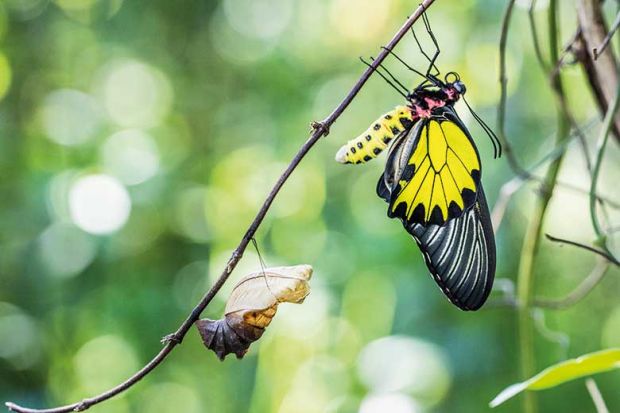 butterfly
