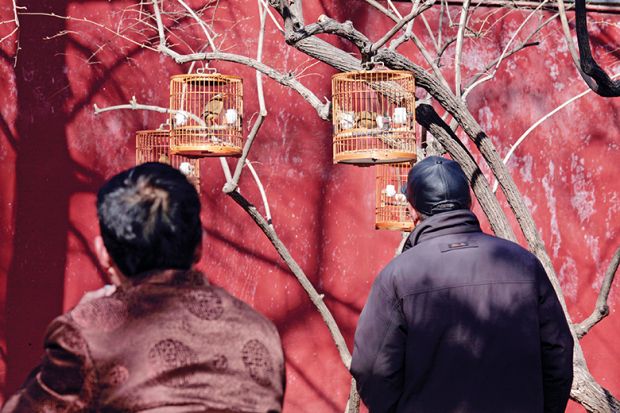 birds in cages birds in cages