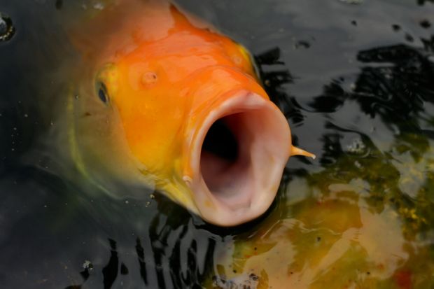 A carp with its mouth wide open, symbolising toothless free speech laws