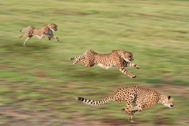 Cheetahs hunting