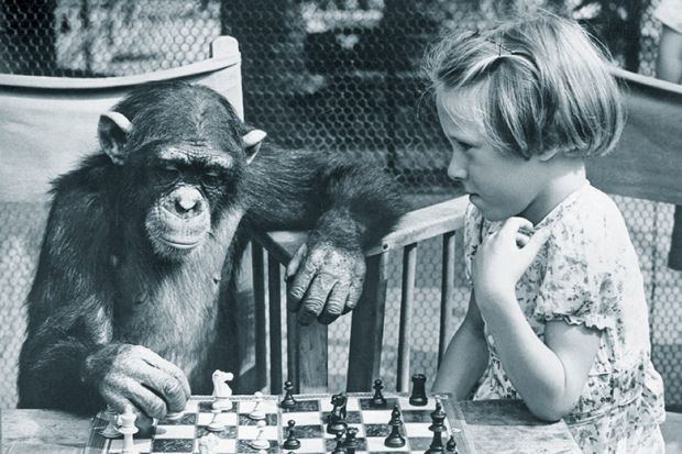 Little girl plays chess with a chimpanzee Little girl plays chess with a chimpanzee