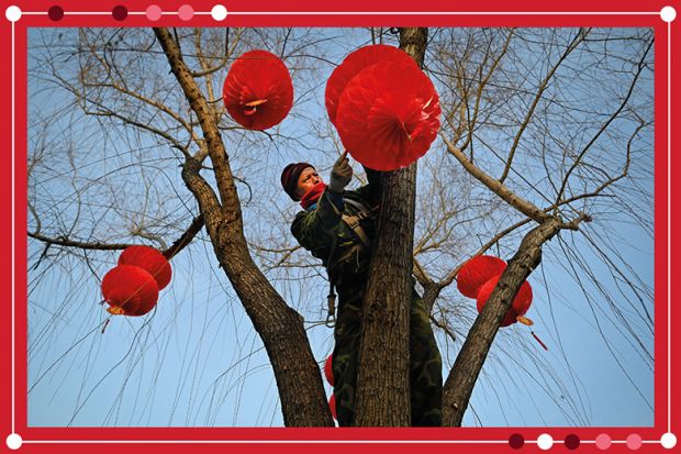 A worker hangs red lanterns on a tree for the upcoming Lunar New Year in Beijing, as an illustration of Chinese universities rising in position in the Asia Rankings.