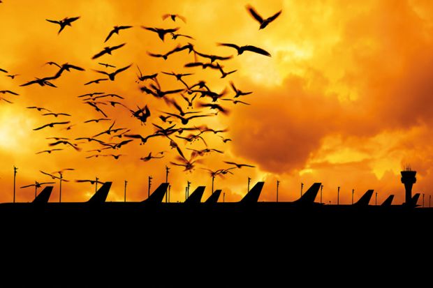 Aeroplanes at sunset Aeroplanes at sunset