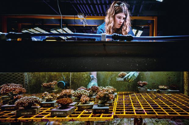 Tanks of water with various corals