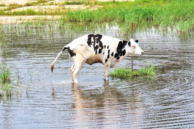 urine cow pee