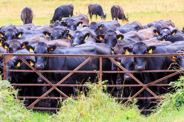Cows shut out by a gate, symbolising university access Cows shut out by a gate, symbolising university access