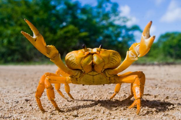 A crab with pincers raised A crab with pincers raised