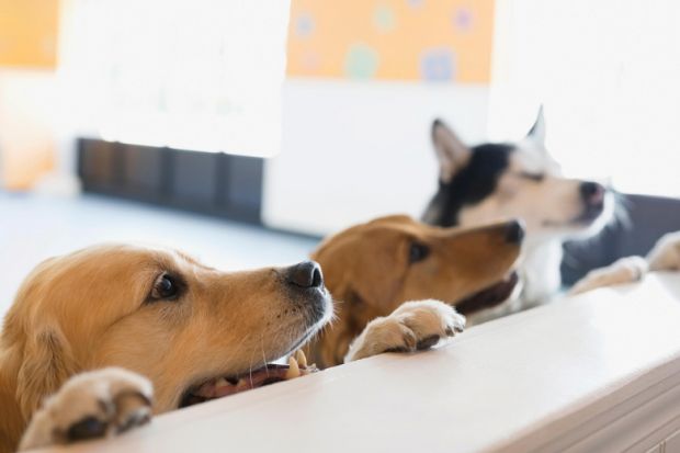 Curious dogs resting paws on counter Curious dogs resting paws on counter