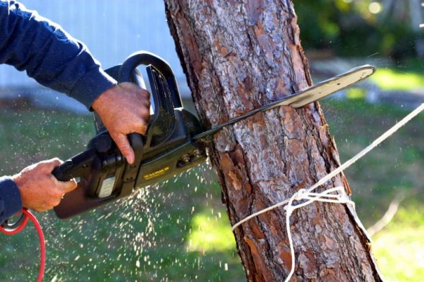 Cutting down tree