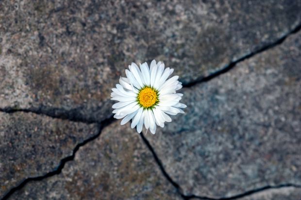A daisy grows out of a cracked slab, symbolising emerging strongly from the funding crisis