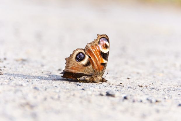 A dead butterfly