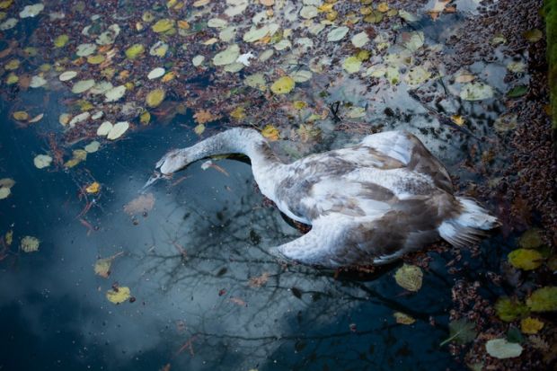 Istock dead swan a dead swan