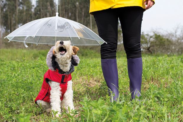 Dog sits under an umbrella in a red jacket Research on opinions of academics produces metaphors such as ‘fox terrier’, similar to the dog sitting under an umbrella in a red jacket