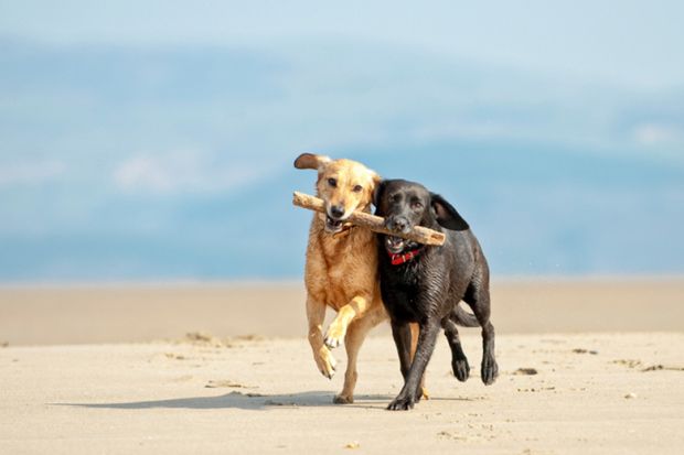 Dogs on beach Two dogs on beach