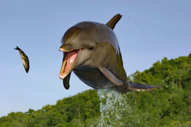 A dolphin leaping out of the water to catch a fish A dolphin leaping out of the water to catch a fish