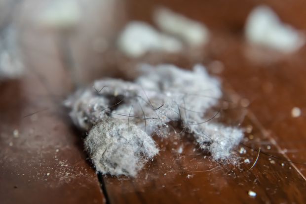 A dust bunny A dust bunny