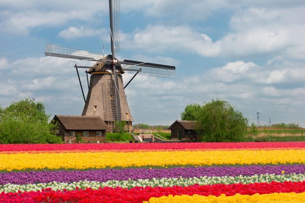 Tulips and windmills in Netherlands Tulips and windmills in Netherlands