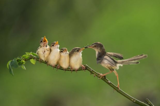 feeding chicks