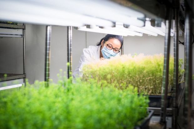Female scientist examine transgenic plants in the growth chamber Female scientist examine transgenic plants in the growth chamber