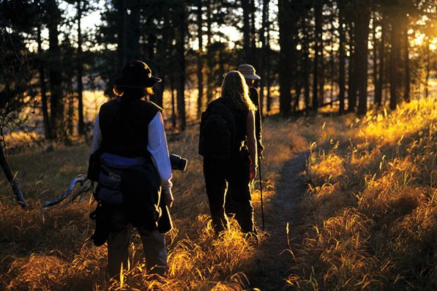 People walking through a wood at sunset People walking through a wood at sunset illustrating fieldwork