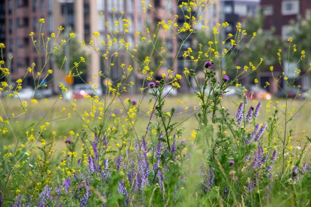 Wild flowers next to a building, illustrating rewilding Wild flowers next to a building, illustrating rewilding