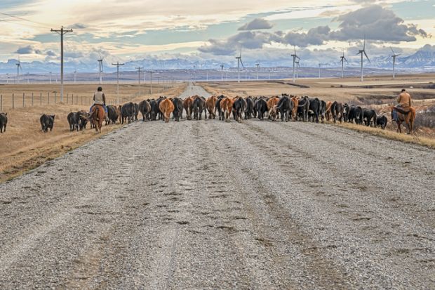 Fort Macleod, Alberta, Canada November 03, 2021 Two men on horseback drive cattle down a gravel road through wind turbines in the Rocky Mountain foothills