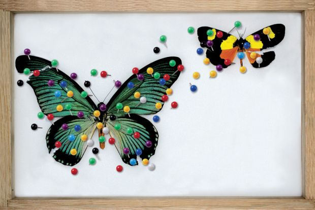 Framed butterfly collection (illustration)