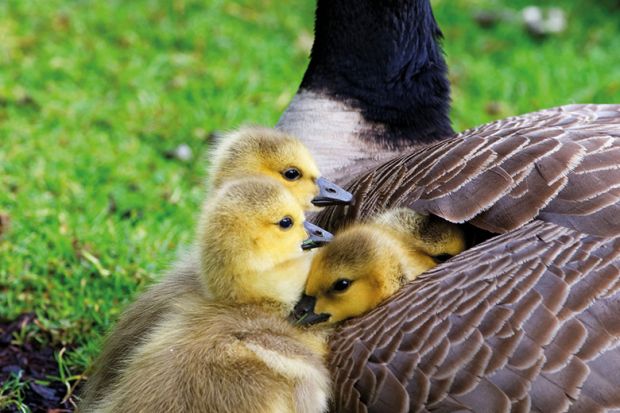 Goslings under wing Goslings under wing