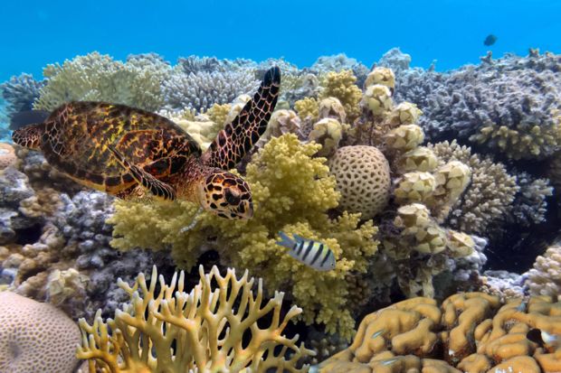 green turtle swimming in blue ocean,great barrier reef.