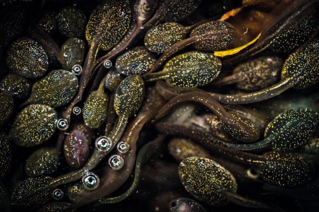 Group of writhing tadpoles, Jeanette Sakel, University of the West of England, British Wildlife Photography Awards Group of writhing tadpoles, Jeanette Sakel, University of the West of England, British Wildlife Photography Awards