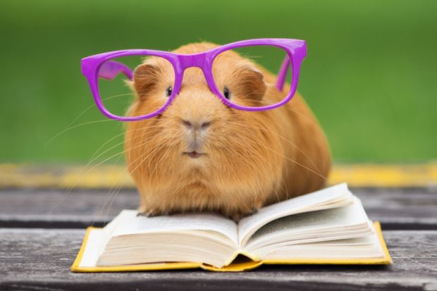 Guinea pig in glasses reading a book Guinea pig in glasses reading a book