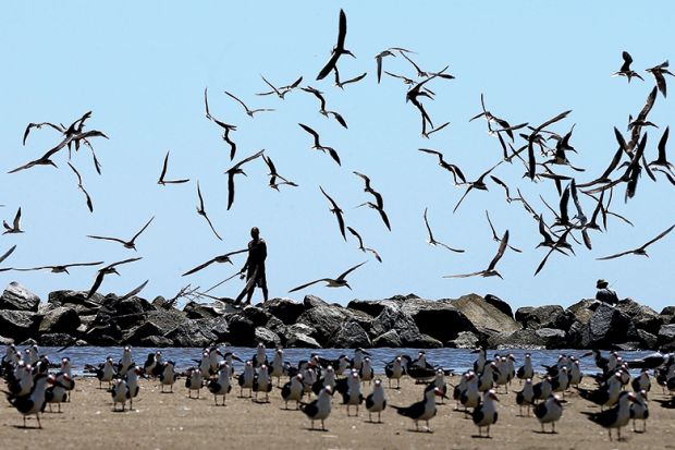 Many birds taking flight on a beach Many birds taking flight on a beach