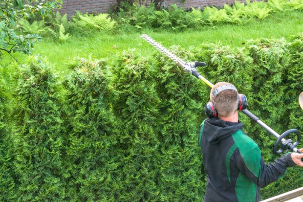 Hedge trimming