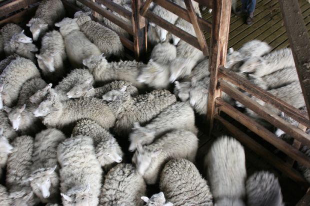 Herding sheep
