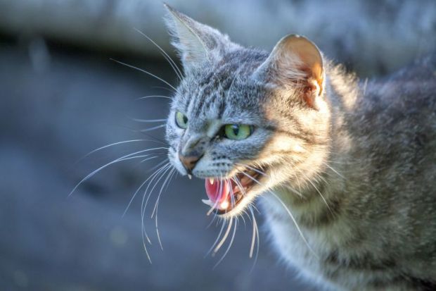 Hostile cat