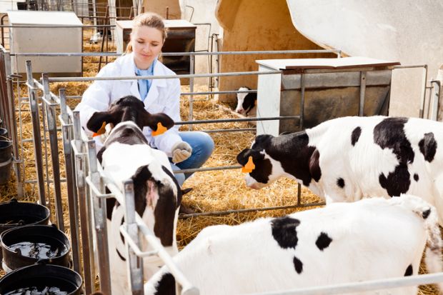 Young smiling female veterinarian inspecting calves in dairy farm