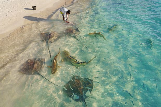Feeding sea rays and sharks on the beach in Maldives.