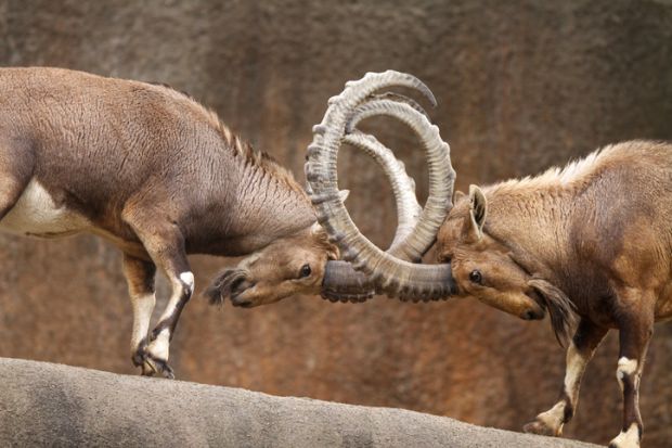 Two wild goats butting heads