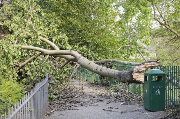 Tree blocking a path Tree blocking a path representing the block that the Covid lockdowns has placed in the way of women submitting preprints, gender inequality