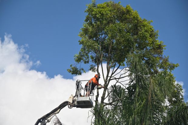 Arborists cutting branch of a tree with chainsaw using truck-mounted lift