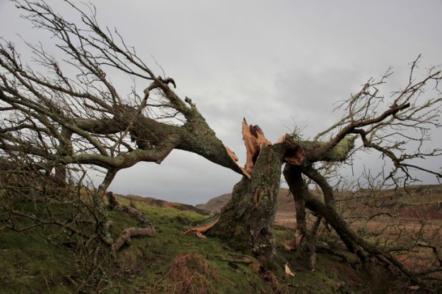 Tree split in two by storm damage, Isle of Bute, Scotland Tree split in two by storm damage, Isle of Bute, Scotland
